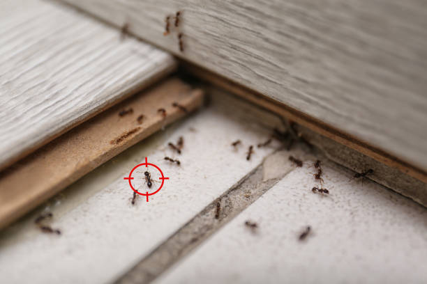 Best Affordable Pest Control Services  in Lake Geneva, WI